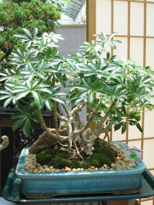 Umbrella Tree Bonsai from KS Bonsai Kreations in Mount Holly North Carolina